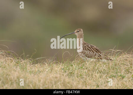 Rare Eurasian Curlew / Grosser Brachvogel ( Numenius arquata ) standing in dunes, little, rain, Nationalpark Wadden Sea, Germany Stock Photo