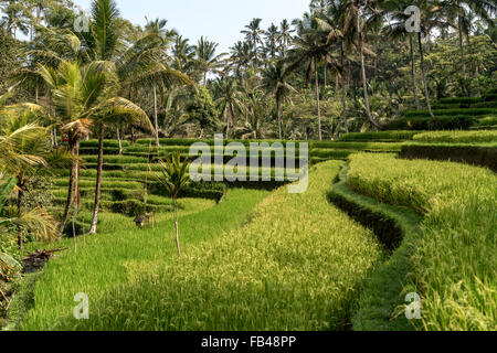 Rice Terraces at Gunung Kawi Temple, Tampaksiring near Ubud, Bali, Indonesia Stock Photo