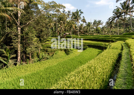 Rice Terraces at Gunung Kawi Temple, Tampaksiring near Ubud, Bali, Indonesia Stock Photo