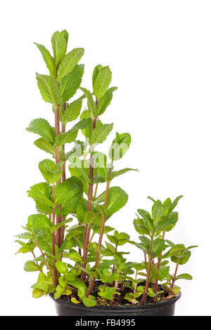 peppermint in a pot Stock Photo