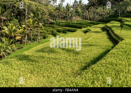 Rice Terraces at Gunung Kawi Temple, Tampaksiring near Ubud, Bali, Indonesia Stock Photo