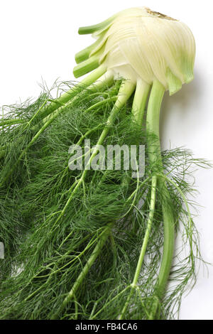 fresh finocchio, florence fennel bulb isolated on white background Stock Photo