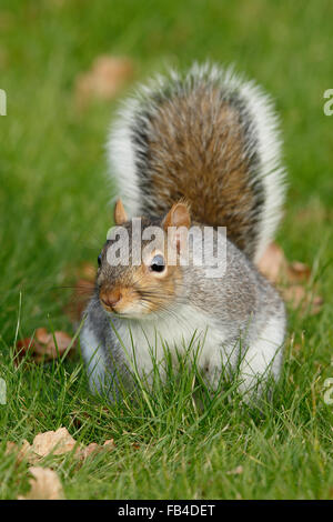 Grey Squirrel (Sciurus carolinensis), on grass in garden, Warwickshire, England, January. Stock Photo