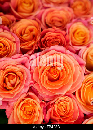 a lot of beautiful orange roses. Shallow DOF Stock Photo - Alamy