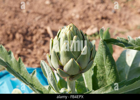 artichoke in plant Stock Photo