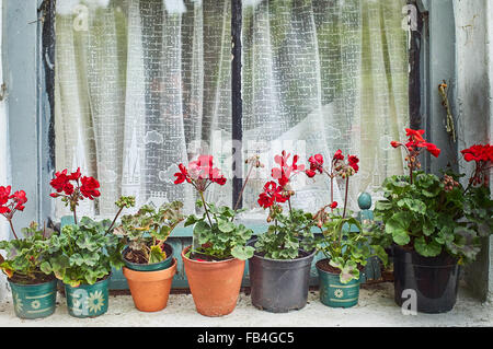 Geraniums on a window ledge Stock Photo