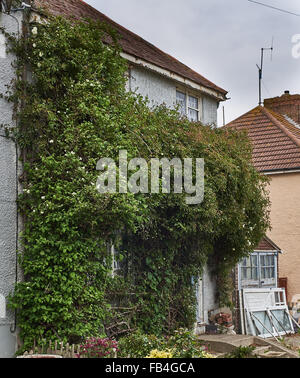 Green wall climbing vegetation Stock Photo