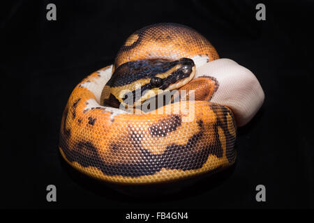 Royal Ball Python, Piebald color mutation. Isolated on black velvet. Stock Photo