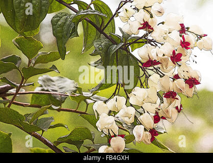 Bleeding glory-bower (Clerodendrum thomsoniae) plant in bloom Stock Photo