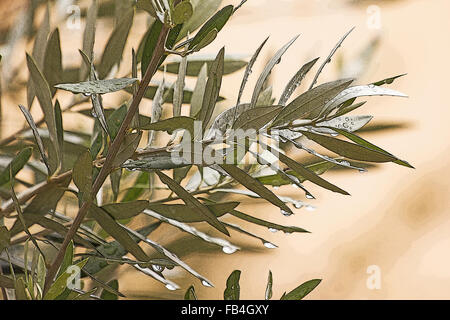 Olive tree branches (Olea europaea) and leaves Stock Photo