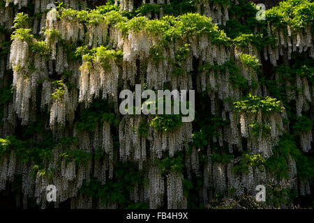 white wisteria floribunda japanese alba flowers racemes cascade cascading falling over wall cover covered flowering RM Floral Stock Photo