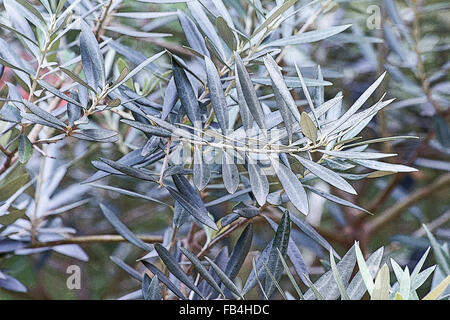 Olive tree branches (Olea europaea) and leaves Stock Photo