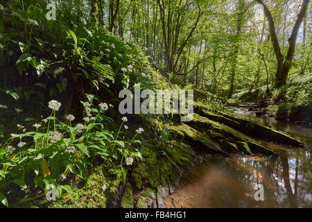 Ancient Woodland in Spring with Ramsons Stock Photo
