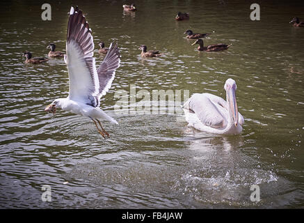 Seagull takes fish from Pelican Stock Photo