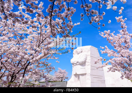 The memorial to the civil rights leader Martin Luther King, Jr. in Wasington DC, USA during the spring cherry blossom season. Stock Photo