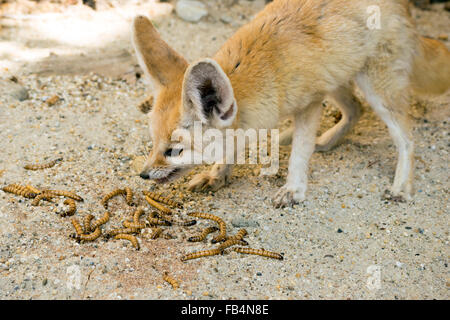 fennec fox eating bug