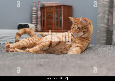 Orange striped tabby kitten woken from his nap Stock Photo