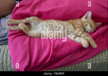 Orange striped tabby kitten lying on his back sleeping. Stock Photo