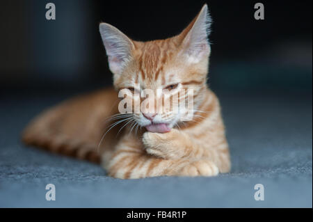 Tabby kitten lying on bed while grooming self Stock Photo
