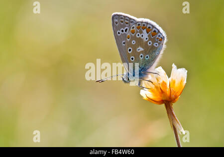 Common blue butterfly male resting with wings closed on dry flowerhead Stock Photo