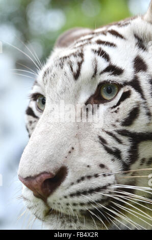 close up white bengal tiger face Stock Photo