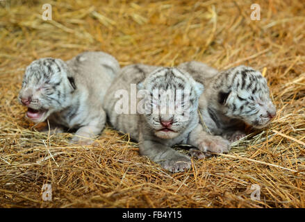 one week white bengal tiger cub Stock Photo