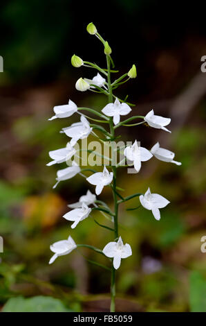 herbenaria lindleyana, wild orchid in thailand Stock Photo
