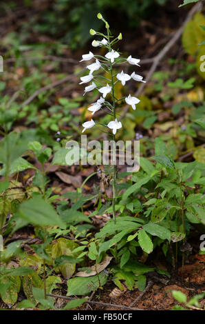 herbenaria lindleyana, wild orchid in thailand Stock Photo