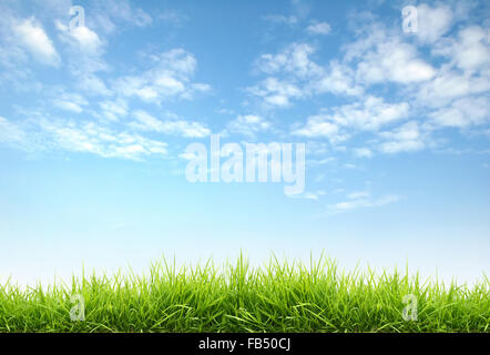 fresh spring grass with blue sky Stock Photo