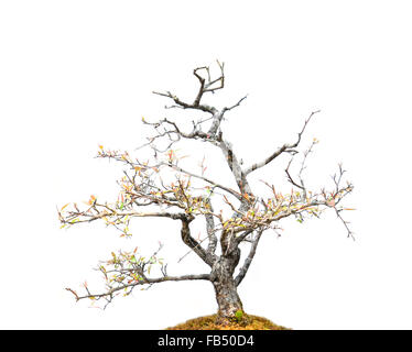 Dwarf bonsai tree isolated on white background Stock Photo - Alamy