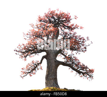 Beautiful dwarf tree isolated on white background Stock Photo - Alamy