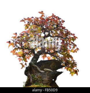 Bonsai tree isolated on a white background Stock Photo - Alamy