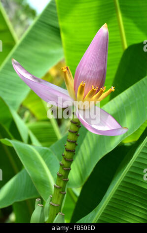 pink Flowering banana ,( musa ornata ) Stock Photo
