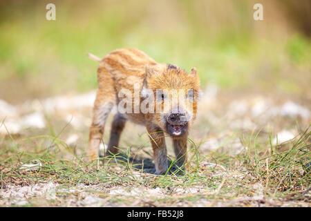 Wild piglet making calls on summer day Stock Photo