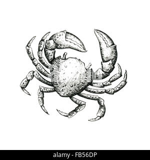 Hand drawn illustration of sea crab in orange blush peach color ...