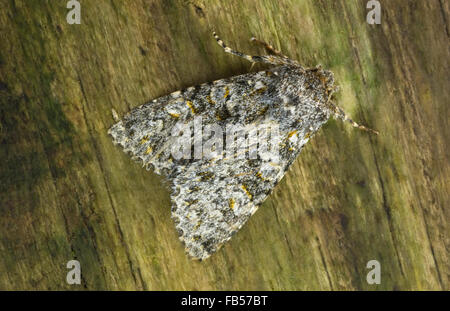 Large ranunculus moth (Polymixis flavicincta). An autumnal moth in the ...