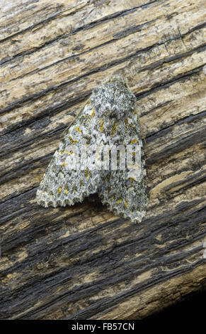 Large Ranunculus (Polymixis flavicincta Stock Photo - Alamy