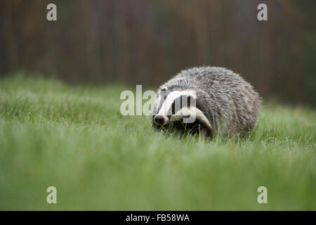 European Badger /  Europaeischer Dachs ( Meles meles ) walks over a dew wet pasture, low point of view. Stock Photo