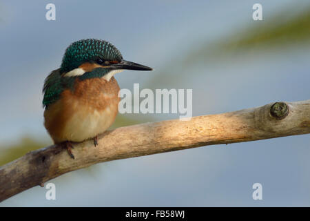 Cute young Common Kingfisher / Eurasian Kingfisher / Eisvogel  ( Alcedo atthis ) perched on a branch above water in spotlight. Stock Photo