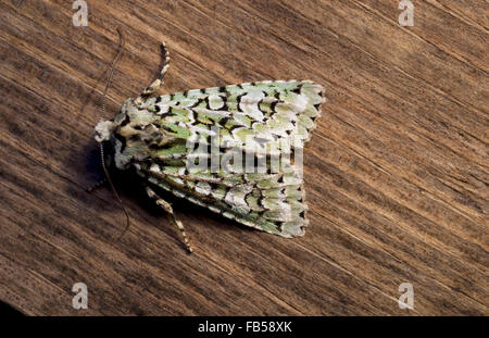 Merveille du jour moth (Dichonia aprilina) Stock Photo