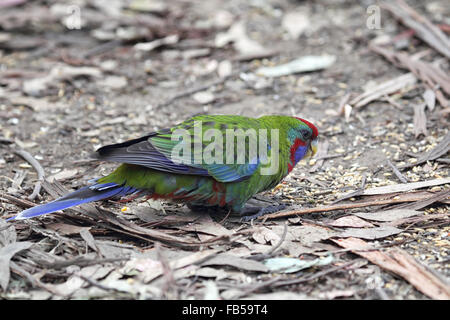 Juvenile Crimson Rosella (Platycercus elegans) sitting on the ground in Kennett River at the Great Ocean Road, Victoria, Austral Stock Photo