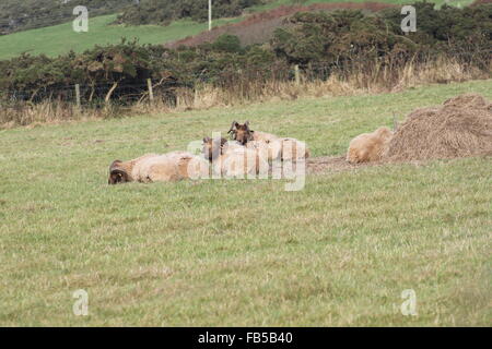 Rare breed: Manx Loaghtan sheep in a field (Loaghtyn Sheep, Loghtan Sheep) Stock Photo