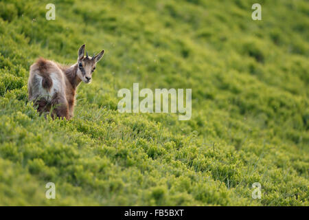 Young Chamois / Alpine Chamois ( Rupicapra rupicapra ) stands in fresh green alpine vegetation, looking back over its shoulder. Stock Photo