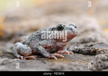 Close up of a Common midwife toad / Geburtshelferkroete ( Alytes obstetricans ) sits on rocks of an old quarry, Germany. Stock Photo