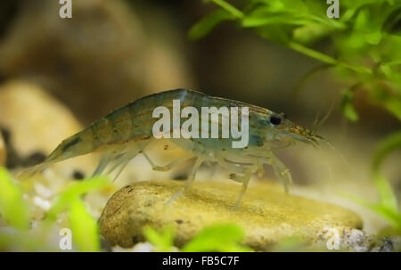 Amano shrimp named after the famous Japanese aquarist Takashi Amano Stock Photo