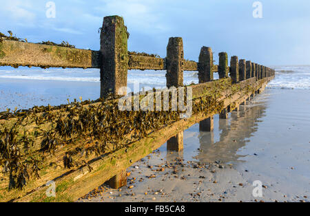 Wooden groyne (groin) on a beach at low tide on the South Coast of England, UK. Stock Photo