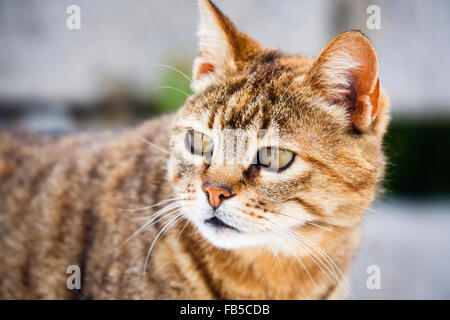 Ginger Tabby cat close up of face with green eyes Stock Photo
