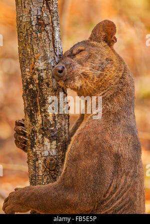 A portrait of a male fossa rubbing its scent on a tree, Kirindy National Park, Madagascar. Stock Photo