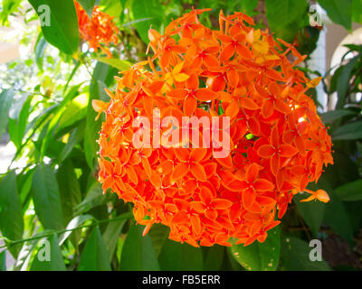 Orange Ixora is a genus of flowering plants in the Rubiaceae family Stock Photo