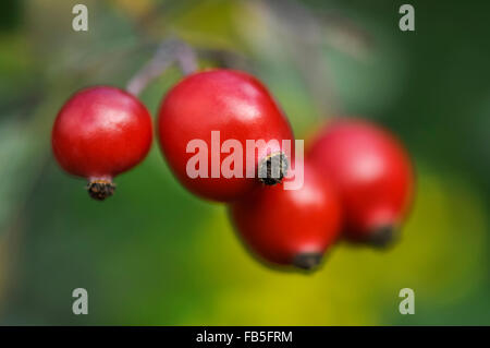 Shiny red rose hips with soft green background. Stock Photo